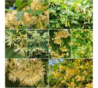 semi di - resistenti per il giardino giardino interni semi di balcone serra tilo verde 40pcs