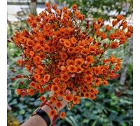 semi di resistenti, semi decorazione del balcone letto elevato rari resistenti giardino per uomini 10pcs