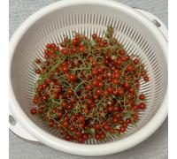 semi di ribes Aiuole rialzate per il giardino arredamento del soggiorno antiche varietà vecchie varietà balcone con interna d'appartamento esotiche 150pcs