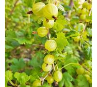 semi di ribes - da frutto comprare da frutto raro semi di colonnare frutteto serre balcone colonnari esotico per gli amanti del giardino uva 400pcs