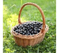 semi di ribes - da frutto nani, resistenti frutteto uva spina, da balcone semi di frutto colonnari raro vecchie varietà serre balcone esotico 50pcs