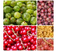 semi di ribes - esotico da frutto frutto colonnare semi di uva spina, da balcone raro colonnari comprare frutteto nani, resistenti per gli 500pcs