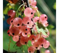 semi di ribes - raro vecchie varietà semi di frutto colonnare comprare da frutto da esotico uva spina, frutteto colonnari nani, resistenti 300pcs