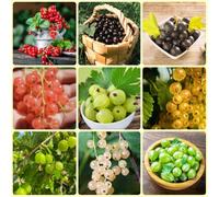 semi di ribes - serre da balcone da balcone uva spina, frutto per gli amanti del giardino frutto colonnare colonnari comprare raro vecchie 200pcs