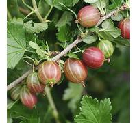 semi di ribes - uva spina, comprare da frutto vecchie varietà da frutto colonnari serre balcone raro per gli amanti del giardino nani, resistenti frutteto 100pcs