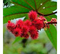 semi di ricino, balcone, perenni resistenti letto rialzato, pietra 15pcs