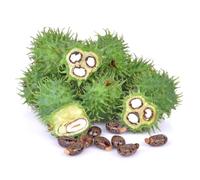 semi di ricino da balcone resistenti semi di lecho elevato esotici esotici resistenti, decorativi, 50pcs