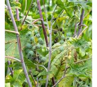 semi di ricino di giardino semi verdi resistenti, riverdimento tetti Letti elevati giardino 100pcs