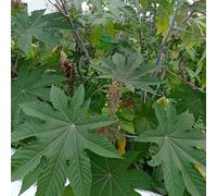 semi di ricino - giardino perenni resistenti permanenti balconi campo 150pcs