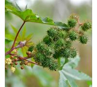 semi di ricino medicinali da balcone prodotti sostenibili vecchie varietà selvatiche raro per gli amanti del giardino resistenti prodotti 30pcs