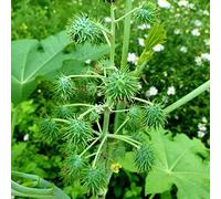 semi di ricino per giardinieri resistenti per giardini rocciosi balcone resistenti coltivazione di giardino giardino 55pcs