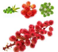 semi di ricino resistenti prodotti sostenibili medicinali prodotti sostenibili vecchie varietà semi di aromatiche per giardino aromatiche per 100pcs