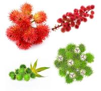 semi di ricino semi di aromatiche resistenti per giardino aromatiche medicinali da balcone verdi prodotti sostenibili selvatiche per 100pcs