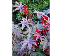 Semi di ricino viola della Nuova Zelanda, Ricinus Communis