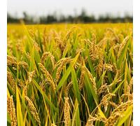 Semi di riso - Oryza sativa - rare semi per aiuole rialzate semi di biologici seminare vecchie varietà 250pcs