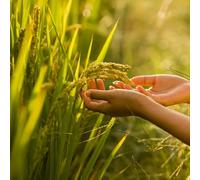 Semi di riso - Oryza sativa - semi da giardino biologici vecchie varietà seminare 100pcs