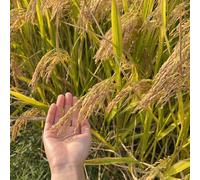 Semi di riso, Oryza sativa, semi di rare semi di vecchie varietà acquistare di invernali 200pcs