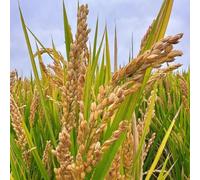 Semi di riso - Oryza sativa - semi di vecchie varietà da balcone rare semi per aiuole rialzate biologici 30pcs