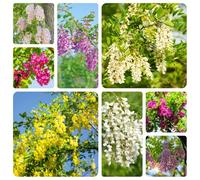 Semi di robinia - decorativo giardino e balcone, d'appartamento esotico e Copertura del terreno per esterni 200pcs