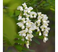 semi di robinia vecchie varietà giardino roccioso biologiche resistenti esterno in vaso interna decorazioni per esterni 400pcs