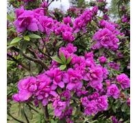 semi di rododendro, azalea balcone con giardino sul in vaso 150pcs