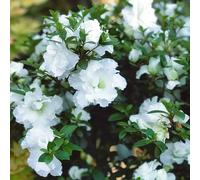 semi di rododendro, azalea varietà antiche interno biologiche 220pcs