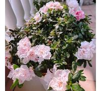 semi di rododendro - campo balcone resistente appartamento perenni 40pcs