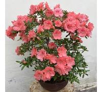 semi di rododendro di giardino decorazione - serie di rare - scalapanti sono resistenti 40pcs