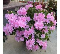 Semi di rododendro - rare Rododendro - semi di selvatici semi di come per gli ospiti da giardino roccioso resistenti vecchie varietà da 25pcs