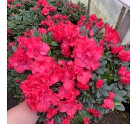 Semi di rododendro, resistenti azalea, estivi serre balcone decorativi per il giardino resistenti semi di 140pcs