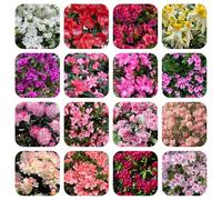 Semi di rododendro resistenti - giardino balcone azalea decorazione perenni in vaso 120pcs