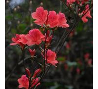 semi di rododendro, semi di azalee, varietà antiche azalea rustica, di campo biologici decorazione del giardino 80pcs