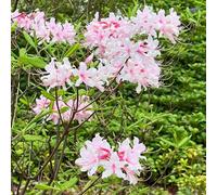 Semi di rododendro - semi di Rododendro - semi di selvatici semi di per luoghi soleggiati da giardino da esterno resistenti 60pcs