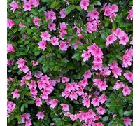 Semi di rododendro, serre balcone azalea, balcone semi di rari resistenti selvatici decorazioni giardino per esterni decorativi 35pcs