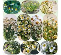 Semi di romana - da giardino roccioso resistenti Chamaemelum nobile - semi di da giardino rare per giardino 500pcs