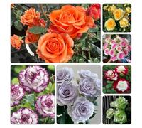 Semi di rosafiori - Giardino roccioso, resistenti per il pieno sole esterno 700pcs