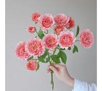 Semi di rosafiori - per giardino esterno Vecchie varietà resistenti 550pcs