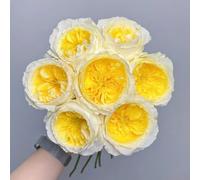 Semi di rosafiori - per il giardino balcone Vecchie varietà resistenti 200pcs