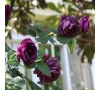 Semi di rosasemi, rosasemi chinensis, decorazione del giardino per esterno Le rampicanti comprano, resistenti per il giardino di esotiche da balcone 300pcs