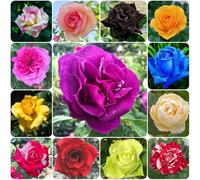 Semi di rose, da balcone decorazione floreale serre da balcone regali per gli amanti del giardino come per gli ospiti 150pcs