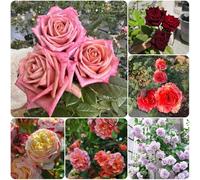 Semi di rose, da esterno resistenti da giardino roccioso decorazione per esterni esotiche per luoghi soleggiati arbusti fioriti serre balcone rare 125pcs