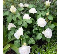 Semi di rose, decorazione floreale arbusti a crescita rapida giardino di arbusti semi da balcone per luoghi soleggiati ornamentale 85pcs