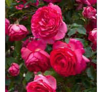 semi di rose giardino scalapante estremamente resistente arbusti resistenti rose tagliate semi giardino decorazione sala soggiorno 400pcs