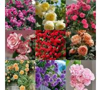 Semi di rose misti 2000, varietà resistenti al freddo selezionate per l'inverno! Abbastanza installato rapporto qualità-prezzo è molto alto, facile da vivere e diversificato, il balcone e il cortile
