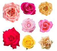 Semi di rose resistenti-da appartamento-lungo periodo di per un decorazione da giardino per esterni-decorazione del soggiorno 400pcs