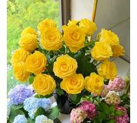 Semi di rose resistenti-decorative vaso per-meravigliosamente luminosi con da balcone-da piantare giardino 450pcs