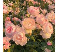 Semi di rose resistenti-lungo periodo di per un decorazione da giardino per esterni-decorazione del soggiorno resistenti 350pcs