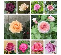 Semi di rose resistenti-Semi di rose-lungo periodo di per un da giardino decorative per luoghi soleggiati semi di 350pcs