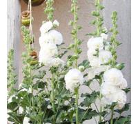 semi di Rose trémière d'appartamento esotiche decorazione coperto selvatici balcone 300pcs