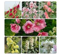 semi di Rose trémière decorazione resistenti d'appartamento esotiche decorazioni giardino per esterni estivi di 800pcs